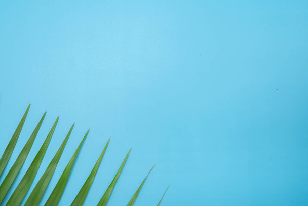 The summer background with green palm leaves. - Foto, imagen