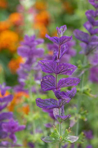 Lähikuva violetti vuotuinen salvia (salvia horminium) kukkia kukassa - Valokuva, kuva