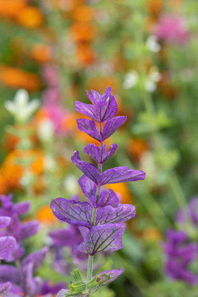 紫色の年輪(サルビア・ホルミニウム)の花を咲かせます。 - 写真・画像