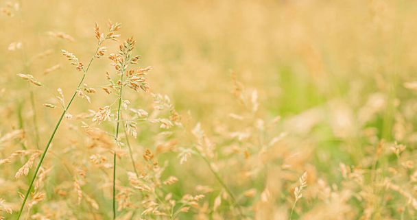 Beautiful golden and green grass in the meadow in the morning at dawn background. - Φωτογραφία, εικόνα