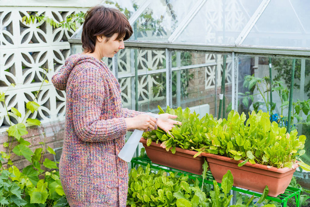 Woman watering her potted kitchen garden with greenery outdoors. Home planting and food growing. Sustainable lifestyle, plant-based foods. Selective focus. Copy space - Photo, image