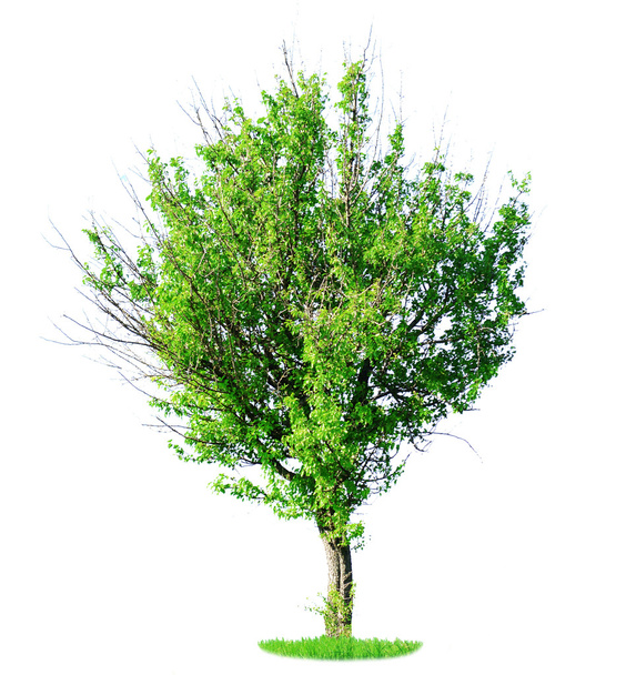 Single green tree - Zdjęcie, obraz