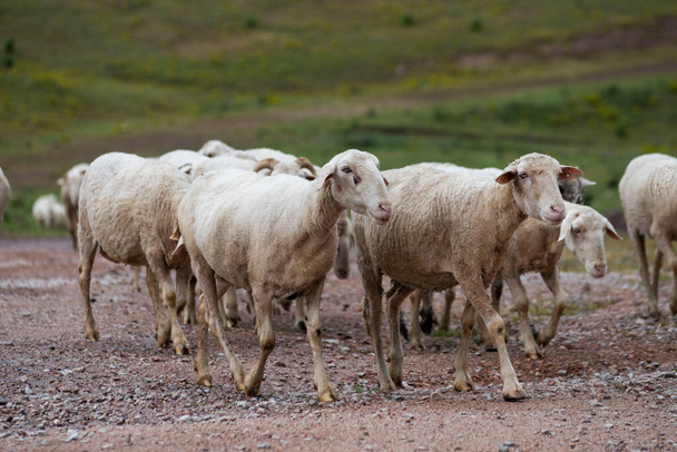 Kozy i stado owiec wypasanych na łące, Przygotowują się do święta ofiary (Eid Al Adha) - Zdjęcie, obraz