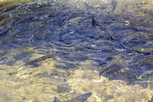 Πέστροφα με ουράνιο τόξο. Αγρόκτημα πέστροφας. Σίτιση ψαριών - Φωτογραφία, εικόνα