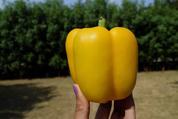 Яркий желтый перец колокольчика или сладкий перец, также известный как желтый капсик хорошего качества. Желтый перец в руке на зеленом фоне природы - Фото, изображение