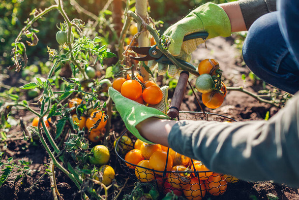 Женщина-фермер собирает помидоры, обрезая ветку черносливом. Садовник кладет овощи в корзину. Эко-ферма. Осенний урожай - Фото, изображение