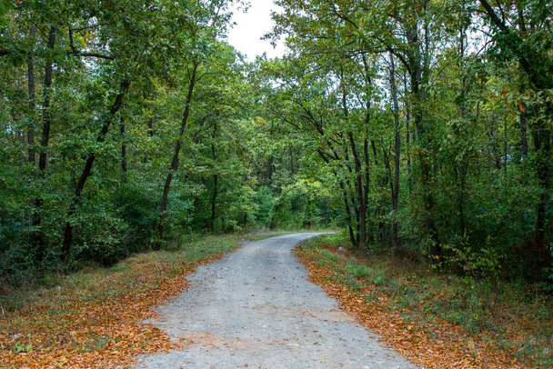 Wanderweg im Wald mit grünen und gelben Blättern im Herbst - Foto, Bild