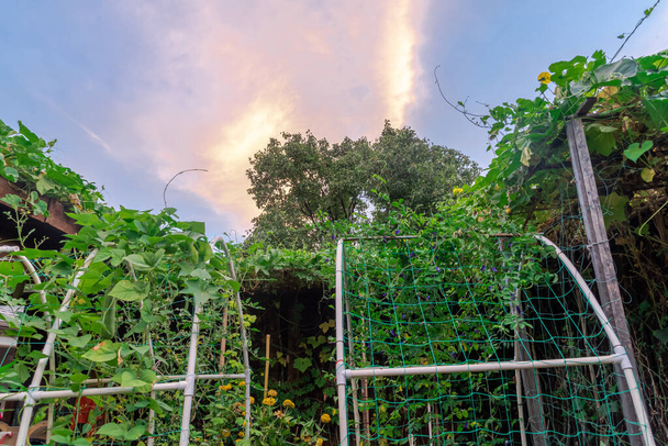 Městská usedlost zahrada s PVC arbor trellis a luffa vinné révy rostoucí pod mrakem východ slunce v blízkosti Dallasu, Texas, Amerika. Květinové květiny a široká škála zeleniny a ovocných stromů - Fotografie, Obrázek
