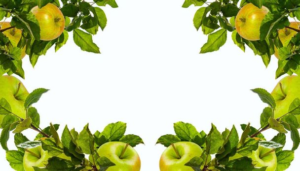 manzanas verdes en una rama con hojas, fondo blanco - Foto, imagen