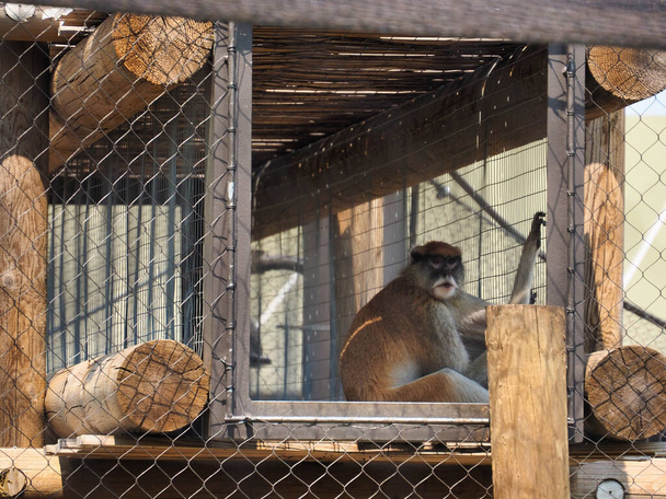 A monkey in a cage in Topeka Zoo, Kansas, United States - Foto, Imagen