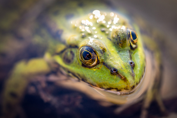 Frog macro - Foto, Imagem