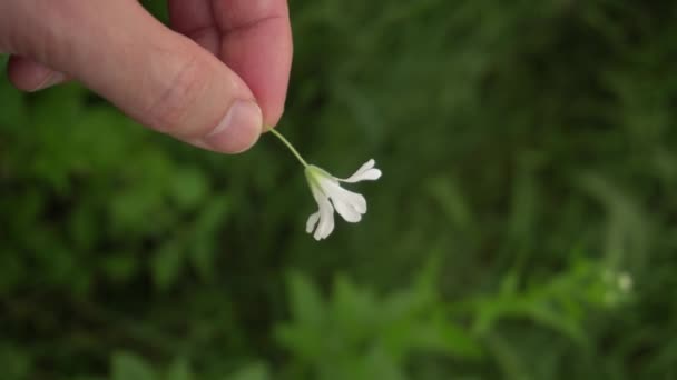 mano sosteniendo una pequeña flor blanca - Metraje, vídeo