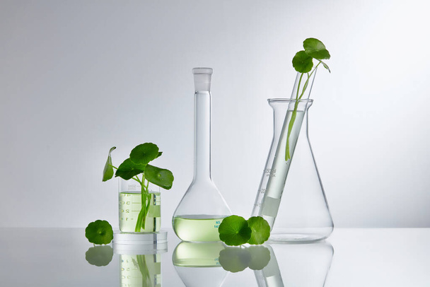 Scientific Experiment with Centella asiatica extract. Empty podium glass for cosmetic bottle containers. - Photo, Image