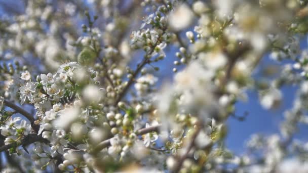 jarní strom japans chery - Záběry, video