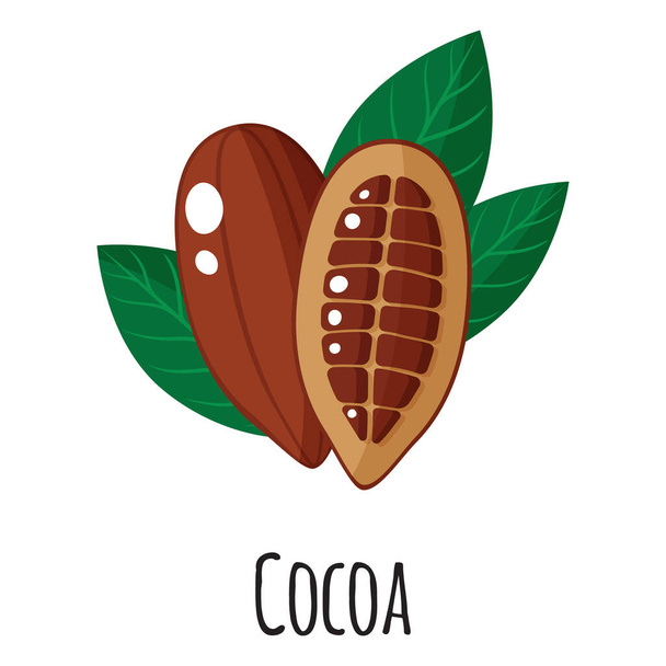 Cocoa superfood fruit for template farmer market design, label and packing. Natural energy protein organic food. Vector cartoon isolated illustration. - Vektor, Bild