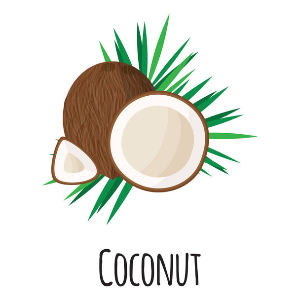 Coconut superfood fruit for template farmer market design, label and packing. Natural energy protein organic food. Vector cartoon isolated illustration. - Vector, Image
