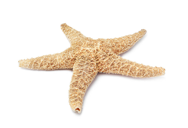 Beautiful sea star isolated on white. Beach object - Fotografie, Obrázek