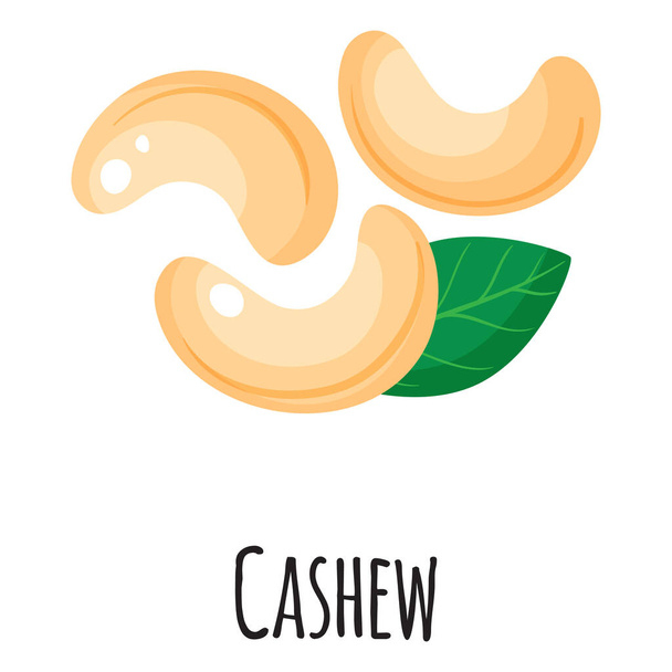 Cashew superfood nuts for template farmer market design, label and packing. Natural energy protein organic food. Vector cartoon isolated illustration. - Вектор,изображение