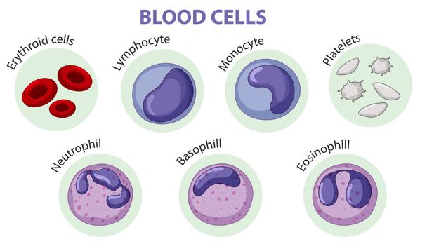 Τύπος απεικόνισης κυττάρων του αίματος - Διάνυσμα, εικόνα