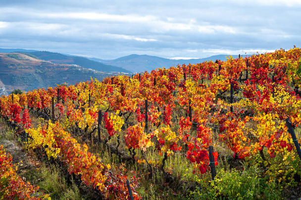 Najstarszy region winiarski na świecie Dolina Douro w Portugalii, kolorowe bardzo stare winorośle rosnące jesienią na tarasowych winnicach, produkcja wina czerwonego, białego i portowego. - Zdjęcie, obraz