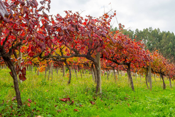Najstarszy region winiarski na świecie Dolina Douro w Portugalii, różne odmiany winorośli czerwonych rosnących na winnicy jesienią po zbiorach, produkcja wina czerwonego, białego i porto. - Zdjęcie, obraz