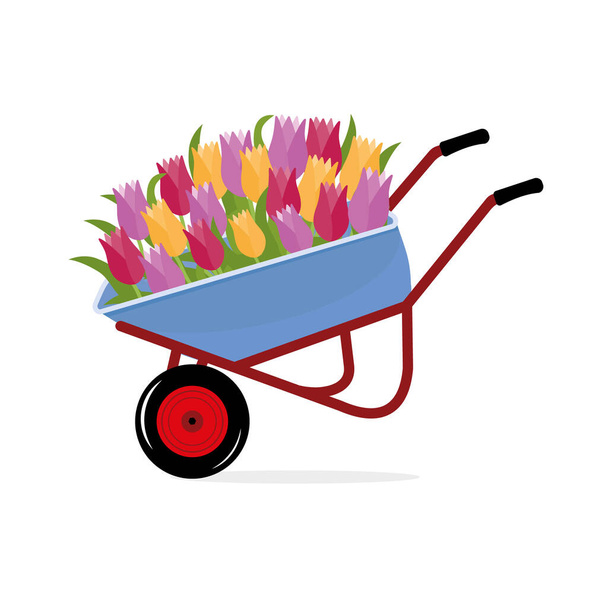 carretilla con flores de tulipán, ilustración vectorial aislada a color. - Vector, imagen