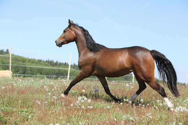 incredibile marrone sport pony in esecuzione su pascolo
 - Foto, immagini