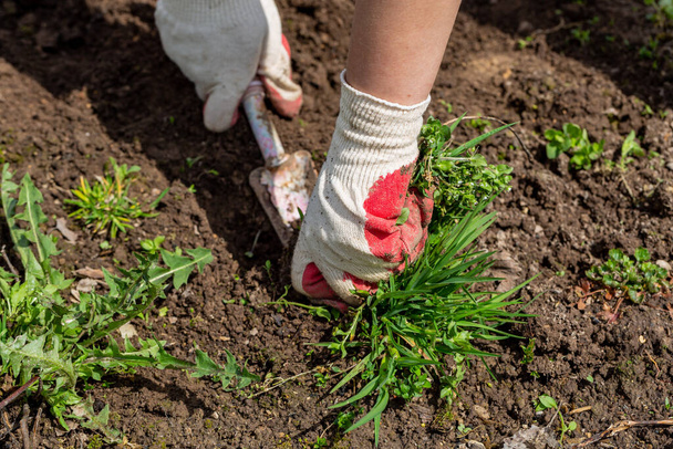 mani di giardiniere con erbaccia nell'orto  - Foto, immagini