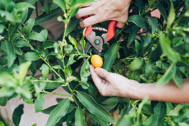 woman pruning a kumquat fruit - Φωτογραφία, εικόνα
