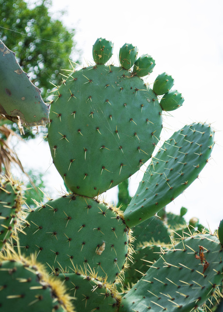  Prickly pear cactus - Фото, изображение