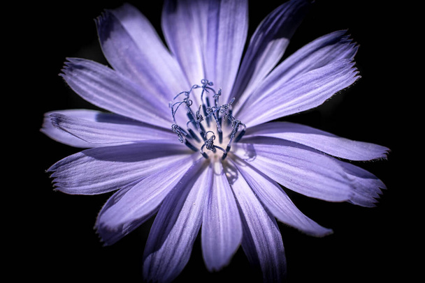 Light purple flower against black background - Фото, изображение