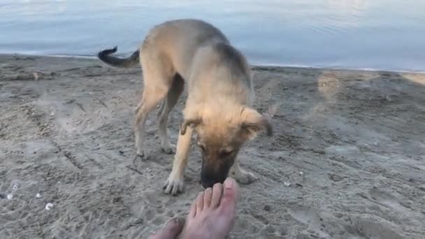 dos cachorros jugando en la playa - Imágenes, Vídeo