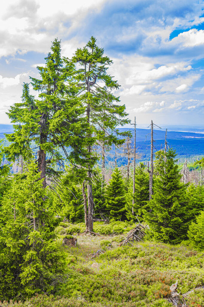 Forest with dead fir trees and landscape panorama at Brocken mountain peak in Harz mountains Wernigerode Saxony-Anhalt Germany - Foto, Imagen