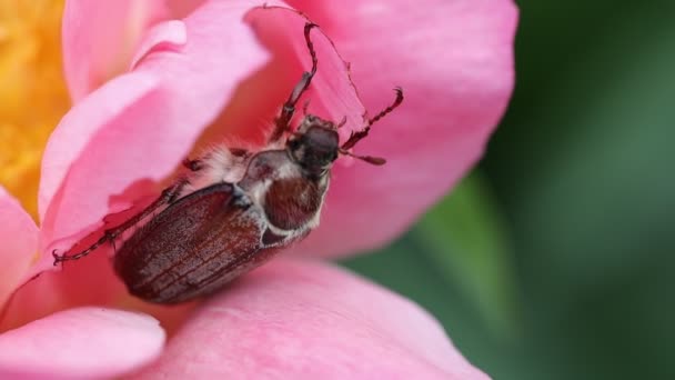 May beetle eating coral peony petals - Footage, Video