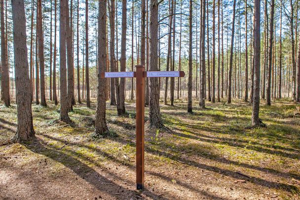 Signs indicating the directions of the route of the ecological trail Sestroretskoe swamp. State Nature Reserve Sestroretskoe Swamp. Beloostrov. Resort area. St. Petersburg. Russia. April 16, 2021 - Foto, imagen