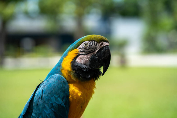 Parrot, blue and yellow macaw, Ara ararauna.  Horizontal shot - Fotografie, Obrázek