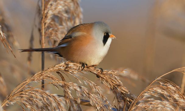 A selective focus shot of a bearded reedling perched outdoors - Fotografie, Obrázek
