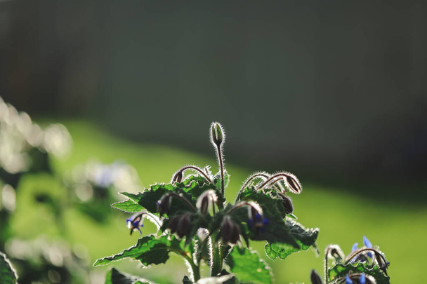 Borage plant growing in vegetable garden in golden afternoon light - Photo, Image