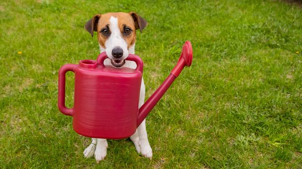 Dog Jack Russell Terrier stands on the lawn and holds a watering can - Fotografie, Obrázek