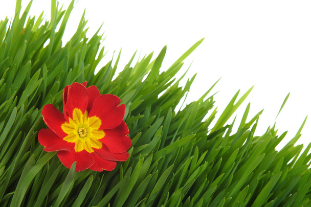 Red primrose on the green grass - Fotó, kép