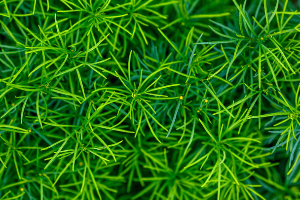 lush green pine needles, close up shot - Фото, изображение