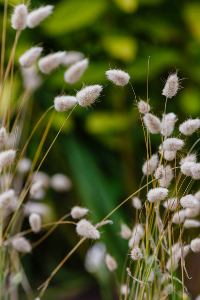 close up shot of fluffy spikelets with greenery on background - Photo, Image