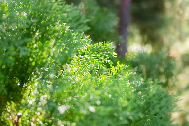 sfondo foglie di pino, soft focus. - Foto, immagini