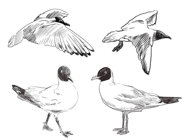 Set of Sketch Seagull hand drawn - ベクター画像