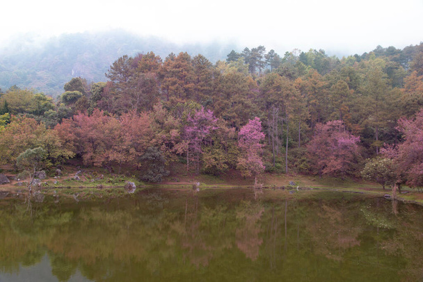 Sakura árbol al lado de un lago en un parque. - Foto, imagen