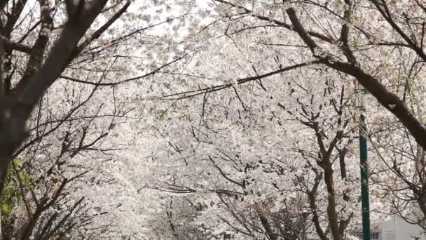 třešňový květ, sakura - Záběry, video