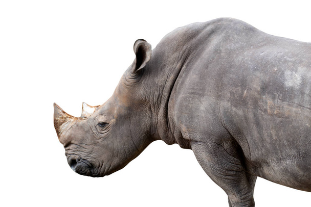 білий носоріг ізольований на білому тлі відсічні контури
. - Фото, зображення
