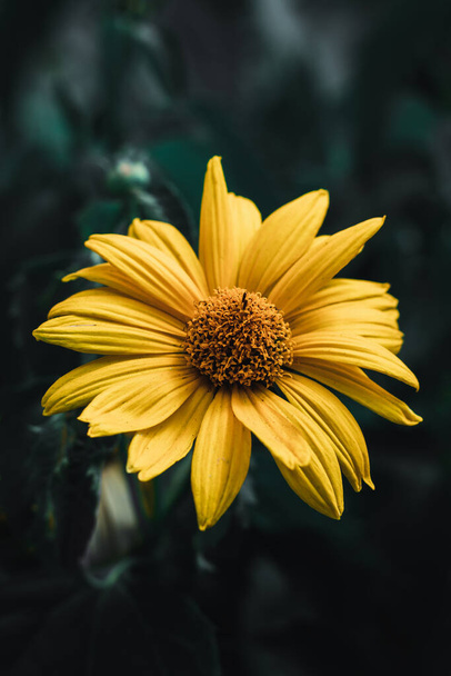 Yellow flower on dark background - Valokuva, kuva