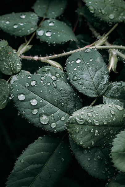 Droplets on green leaf in rainy weather - 写真・画像