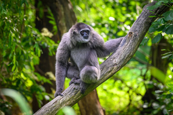 Portrait d'un gibbon argenté assis sur une branche - Photo, image